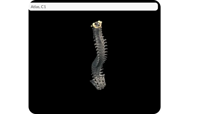 Coluna Vertebral Anatomia Sistema Osteomuscular