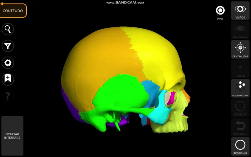 Cranio Dividido Por Partes Anatomia