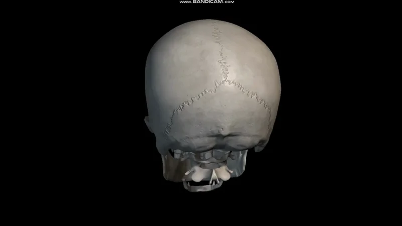 Cranio Ossos Sistema Ostemuscular Anatomia Do Cranio