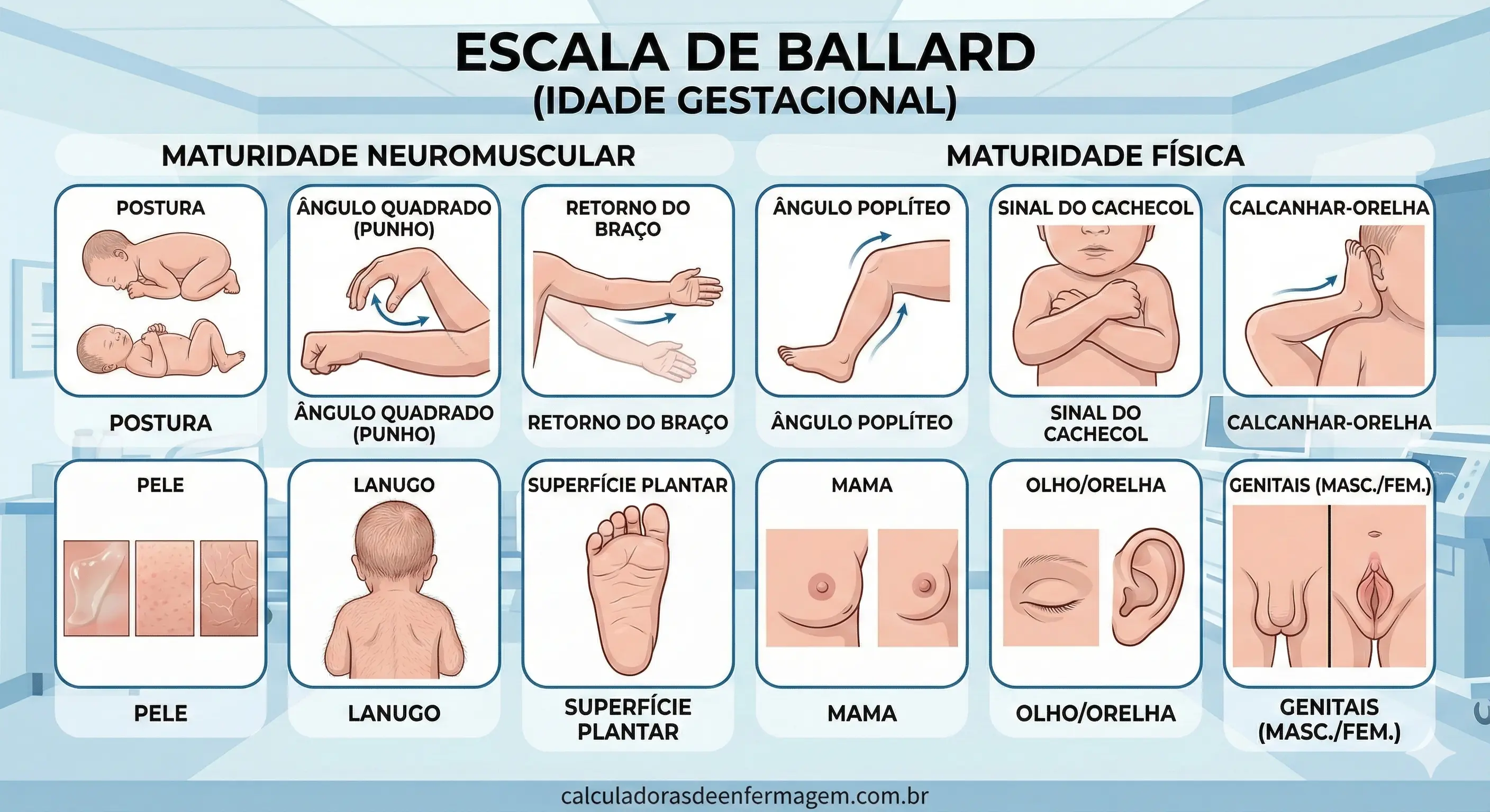 Material sobre Escala de Ballard