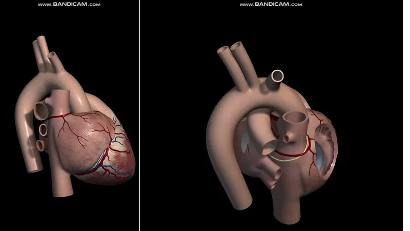 Estrutura Anatomica Do Coracao Sistema Cardiopulmonar